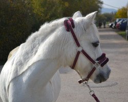 Pferd Leybuchts Racker (Welsh Mountain Pony (Sek.A), 2001, von Colne Rocket)