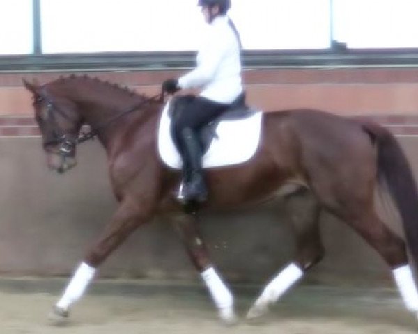 dressage horse Valentino (Oldenburg, 2014, from Blue Hors Veneziano)