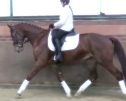 dressage horse Valentino (Oldenburg, 2014, from Blue Hors Veneziano)