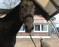 jumper C'est la vie 181 (German Sport Horse, 2010, from Cheval de Coeur)