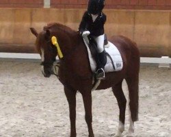 dressage horse Champ 78 (German Riding Pony, 1996, from Chantre B)