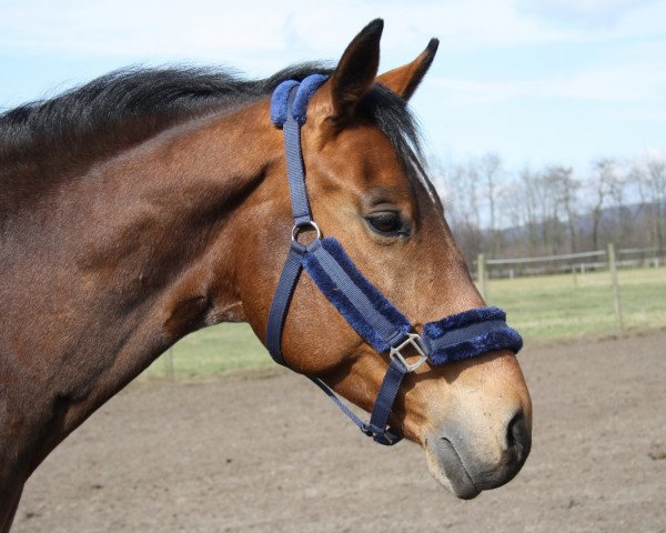 horse Lucius (Czech Warmblood, 2006, from Landino)