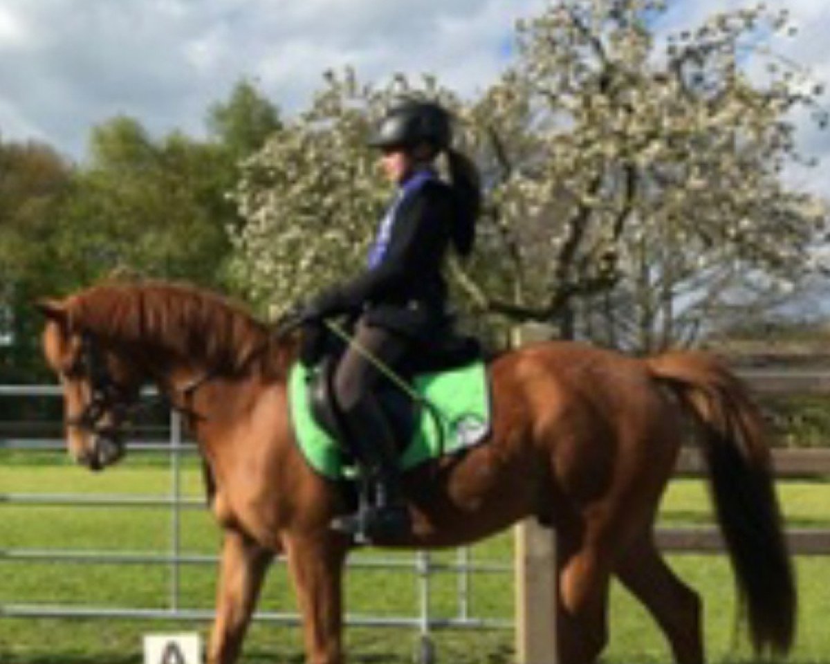 Dressurpferd Topline R.O. (Deutsches Reitpony, 2010, von Take it easy)