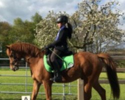 dressage horse Topline R.O. (German Riding Pony, 2010, from Take it easy)