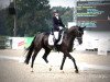 dressage horse Diorissima 14 (Hanoverian, 2010, from Der Designer)