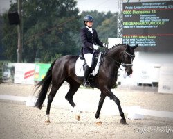 dressage horse Diorissima 14 (Hanoverian, 2010, from Der Designer)