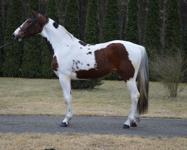 broodmare Newada (Great Poland (wielkopolska), 2015, from Rabus 315)