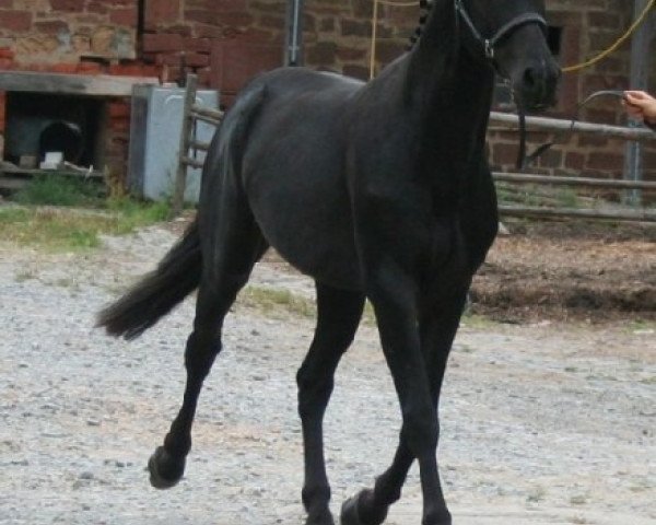 stallion Amor (Holsteiner, 2000, from Acobat II)