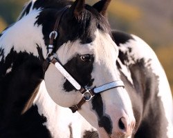 stallion Colonel Coosador (Paint Horse, 2000, from Scenic Coosader)