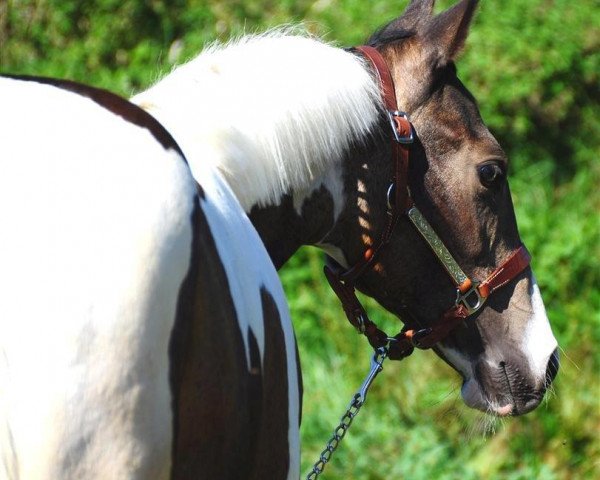 horse Stute von Magic On Ice (Quarter Horse, 2015, from Magic On Ice)