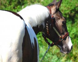 Pferd Stute von Magic On Ice (Quarter Horse, 2015, von Magic On Ice)