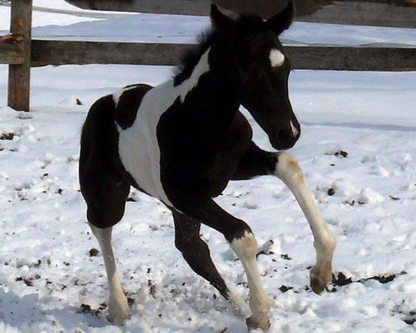 Pferd Stute von Magic On Ice (Paint Horse, 2017, von Magic On Ice)