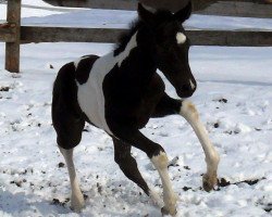 horse Stute von Magic On Ice (Paint Horse, 2017, from Magic On Ice)