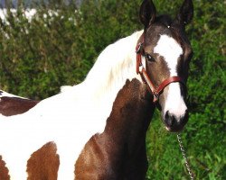 horse Stute von Magic On Ice (Quarter Horse, 2014, from Magic On Ice)