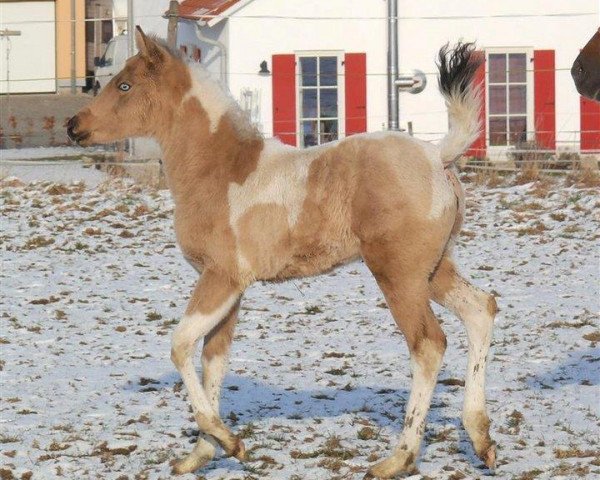 horse Stute von Magic On Ice (Paint Horse, 2014, from Magic On Ice)