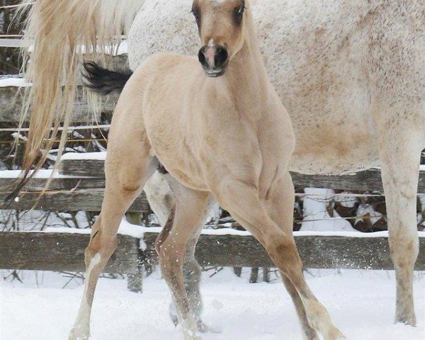 Pferd Stute von Magic On Ice (Paint Horse, 2015, von Magic On Ice)