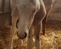 Pferd Fohlen von Magic On Ice (Quarter Horse, 2016, von Magic On Ice)