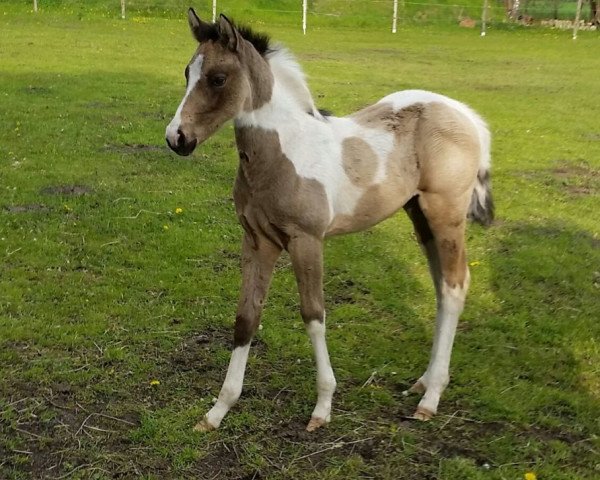 Pferd Hengst von Magic On Ice (Paint Horse, 2014, von Magic On Ice)