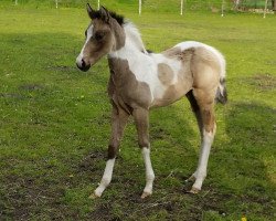 Pferd Hengst von Magic On Ice (Paint Horse, 2014, von Magic On Ice)