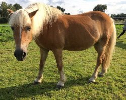 broodmare Cäcilie (Haflinger, 1993, from Nissan)