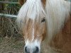 Pferd Anton (Haflinger, 2001, von Alpruf (0,39% ox))