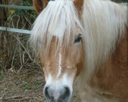 horse Anton (Haflinger, 2001, from Alpruf (0,39% ox))