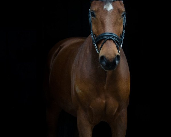 horse General Lee (German Sport Horse, 2007, from Clarence C)