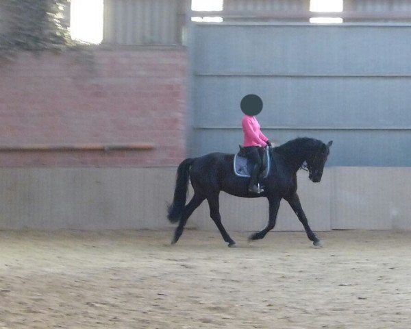 horse Aramis (Rhinelander, 2010, from Agatenango)