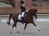 stallion Down Under (German Riding Pony, 2005, from Destino R)