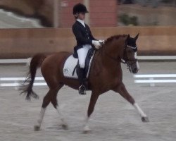 Dressurpferd Down Under (Deutsches Reitpony, 2005, von Destino R)