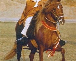 stallion AEV Regional (Peruvian Paso, 1966, from Sol de Oro V)