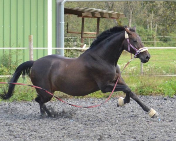 jumper Rubinia Weissena (Oldenburg, 1996, from Ruehmann)