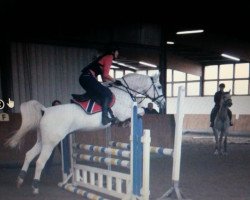 dressage horse sjabeke (Vollblutaraber, 2005, from Lobeke ox)