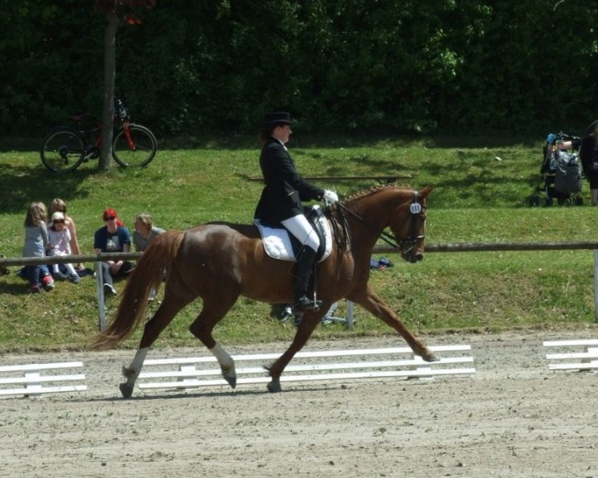 Zuchtstute Lenya CS (Deutsches Reitpferd, 2007, von Lindbergh)