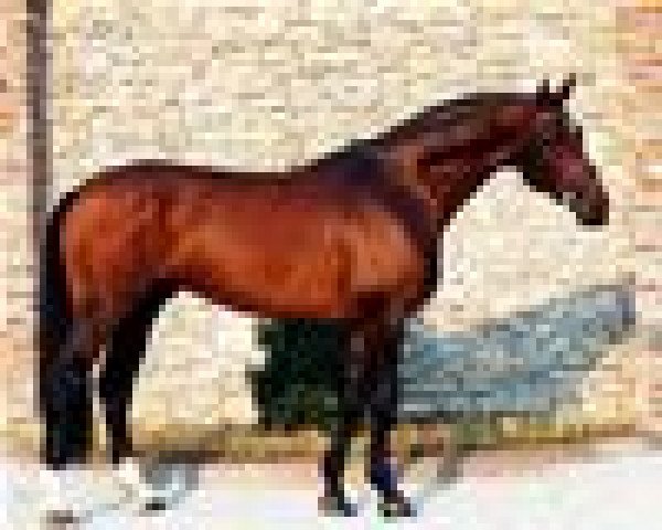 stallion Catano (Holsteiner, 1994, from Calando I)