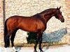 stallion Catano (Holsteiner, 1994, from Calando I)
