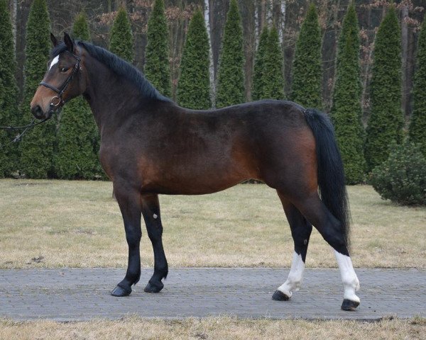 Pferd Marena (Schweres Warmblut, 2016)