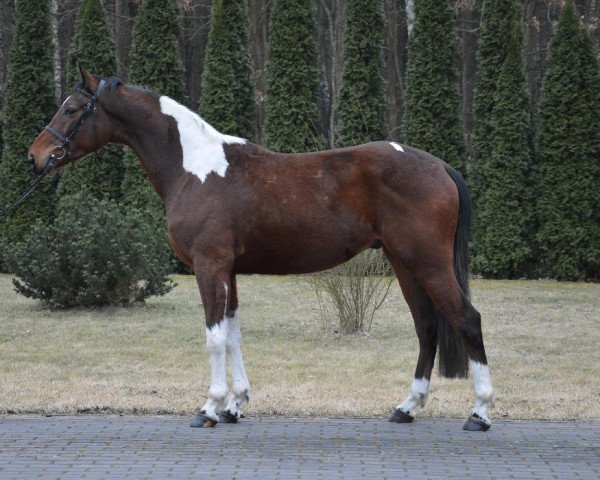 Pferd Parys (Polnisches edles Halbblut, 2014, von Boves)