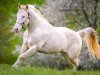 stallion Magic On Ice (Paint Horse, 2007, from MKS Magic Johnson)