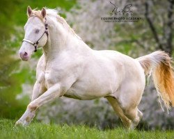 stallion Magic On Ice (Paint Horse, 2007, from MKS Magic Johnson)