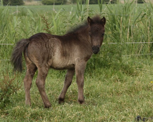 Pferd Cool Raven vom Olendiek (Dt.Part-bred Shetland Pony, 2017, von Megasthenes Classic Reward)