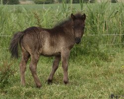 horse Cool Raven vom Olendiek (Dt.Part-bred Shetland pony, 2017, from Megasthenes Classic Reward)