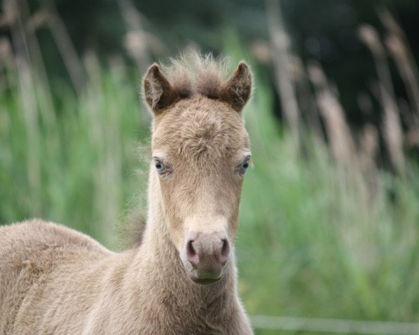 horse Chokolate Chip vom Olendiek (Dt.Part-bred Shetland pony, 2017, from Megasthenes Classic Reward)