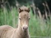 Pferd Chokolate Chip vom Olendiek (Dt.Part-bred Shetland Pony, 2017, von Megasthenes Classic Reward)