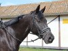 dressage horse Macani (unknown, 2012)