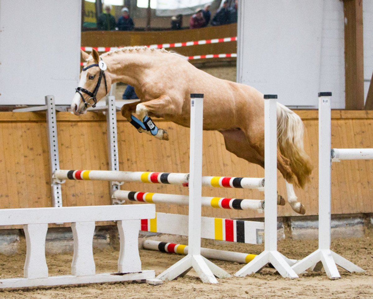 broodmare Geht Nicht Gibt's Nicht (German Riding Pony, 2015, from Golden West NRW)