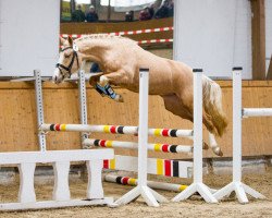 Zuchtstute Geht Nicht Gibt's Nicht (Deutsches Reitpony, 2015, von Golden West NRW)