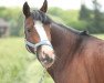 jumper My Ponygirl (German Riding Pony, 2004, from Medoc)