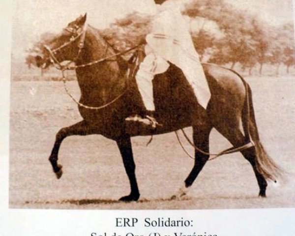 stallion ERP Solidario (Peruvian Paso, 1962, from Sol de Oro J)