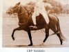 stallion ERP Solidario (Peruvian Paso, 1962, from Sol de Oro J)